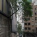 arbre-parasite-beton-hong-kong-photo-charlesguy-01 thumbnail