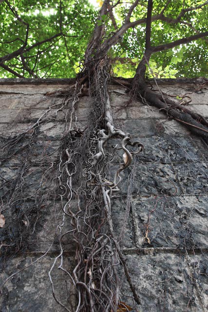 arbre-parasite-beton-hong-kong-photo-charlesguy-02