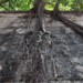 arbre-parasite-beton-hong-kong-photo-charlesguy-02 thumbnail
