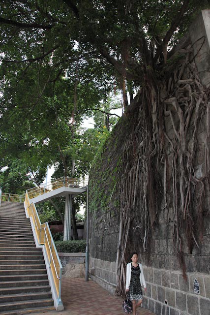 arbre-parasite-beton-hong-kong-photo-charlesguy-03