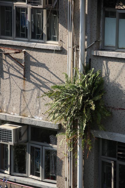 arbre-parasite-beton-hong-kong-photo-charlesguy-06