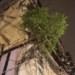 arbre-parasite-beton-hong-kong-photo-charlesguy-08 thumbnail