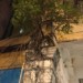 arbre-parasite-beton-hong-kong-photo-charlesguy-09 thumbnail