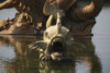 photos-bassin-de-neptune-dragon-versailles-photo-charles-guy-1 thumbnail