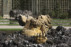 sculpture-bosquet-de-l-encelade-photo-charles-guy-2 thumbnail