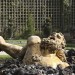 sculpture-bosquet-de-l-encelade-photo-charles-guy-3 thumbnail